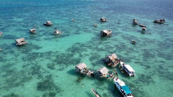 容县：腊月八角嫁接忙 助力“致富果”增产丰收